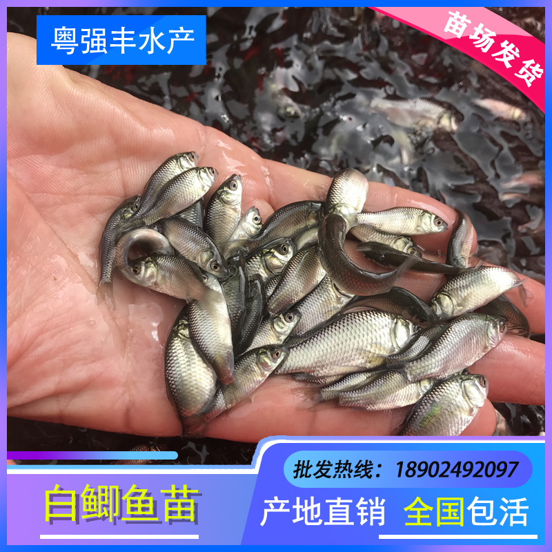 Guangdong High-Quality Crucian Carp Fry Wholesale Freshwater Fish Fry Live Sale Zhongke Crucian Carp Fry Farm Direct Sale White Crucian Carp