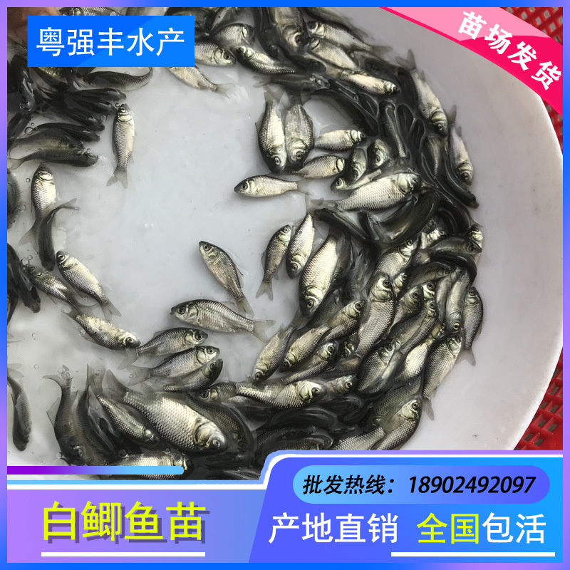 Оптовая продажа мальков карася высокого качества из Гуандуна, живые мальки пресноводной рыбы, прямая продажа с фермерского хозяйства, белый карась