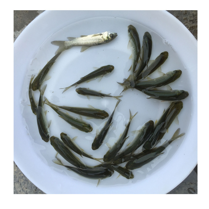 Direct Supply of Grass Carp Fry from Seedling Farms, Live Selection of High-Quality Varieties, Grass Carp Fry, Grass Carp Fry, Fish Wholesale