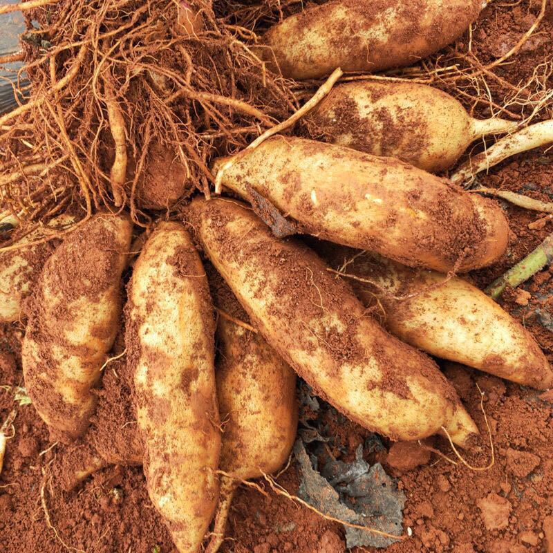 『 Yunnan Tianshan Snow Lotus Fruit』Freshly Dug Fruit Red Mud Sand Fruit Crispy and Sweet Seasonal 4.5kg Pack