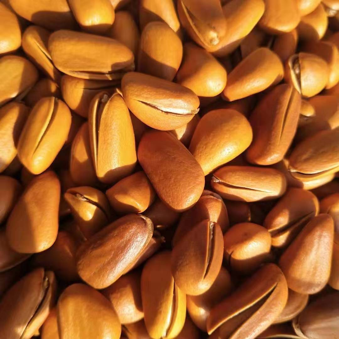 Large Bulk Wholesale New Arrival Pine Nuts in Bulk Original Hand-pulled Open Red Pine Nuts Roasted Seeds and Nuts with Pine Nuts Generation Pine Nuts