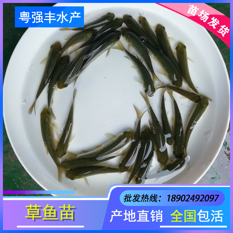 Direct Supply of Grass Carp Fry from Seedling Farms, Live Selection of High-Quality Varieties, Grass Carp Fry, Grass Carp Fry, Fish Wholesale