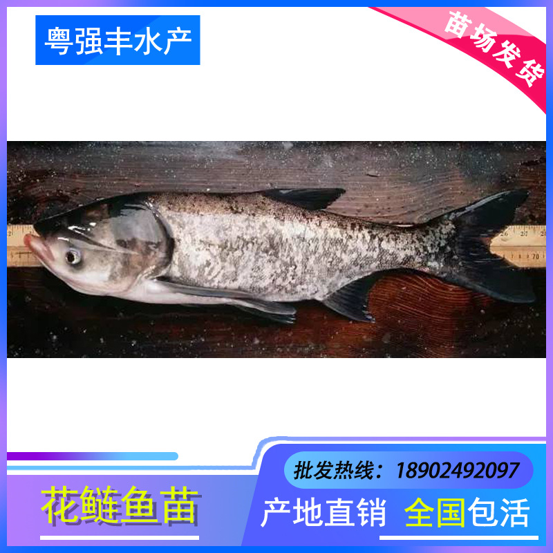 Seedlings Directly Supplied from Seedling Farms: White Silver Carp Seedlings, White Silver Carp Seedlings, Big Head Fish Seedlings, Fat Head Fish Seedlings, Freshwater Cultured Live Fish Seedlings