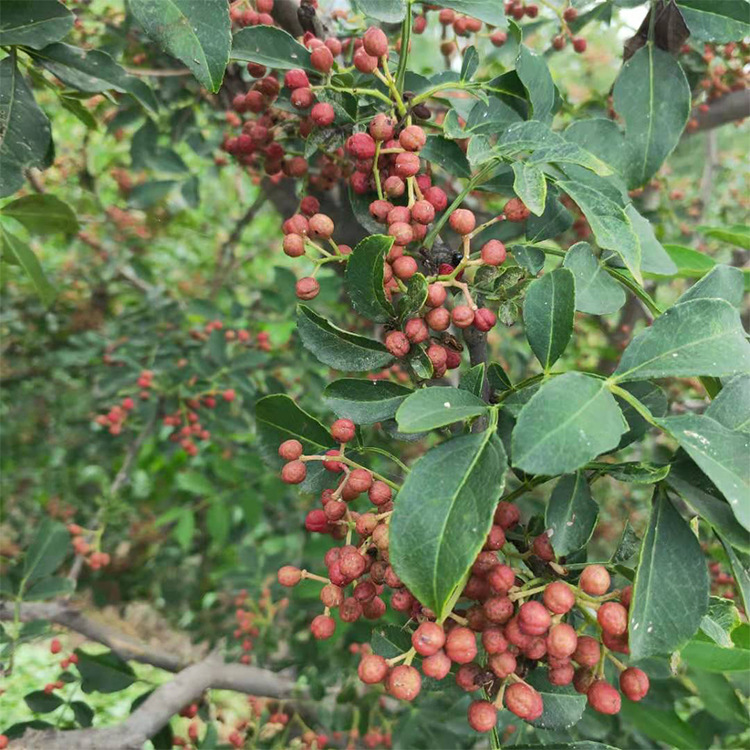 A large number of wholesale sale of 50cm 1 meter prickly ash seedlings capillary root developed transplanting easy to survive thorn-free prickly ash seedlings