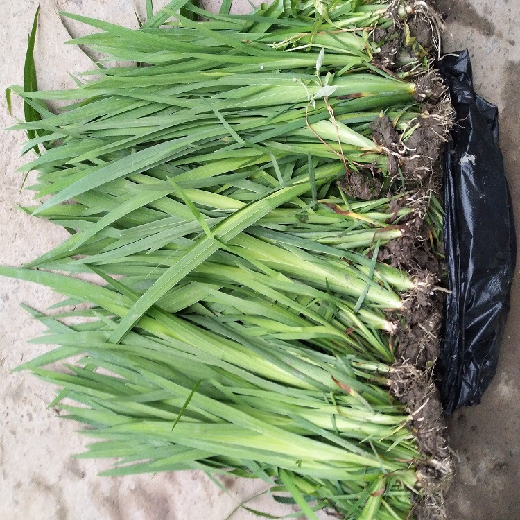 [Yellow Iris] Aquatic Plant, Yellow Calamus, Wetland Engineering Greening, Water Treatment, Sewage Treatment, Water Purification Plant