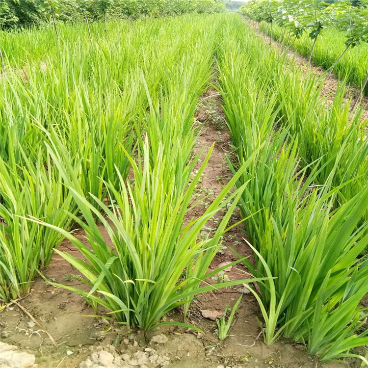 [Yellow Iris] Aquatic Plant, Yellow Calamus, Wetland Engineering Greening, Water Treatment, Sewage Treatment, Water Purification Plant
