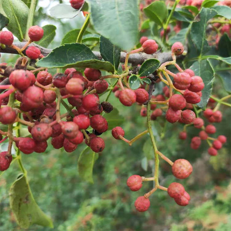 A large number of wholesale sale of 50cm 1 meter prickly ash seedlings capillary root developed transplanting easy to survive thorn-free prickly ash seedlings