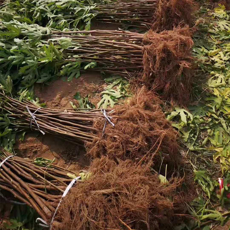For Sale: Fig Tree Seedlings with Well-Developed Root Systems. Freshly Dug from the Base and Ready for Potting or Ground Planting. Long-Lasting Fig Tree Seedlings