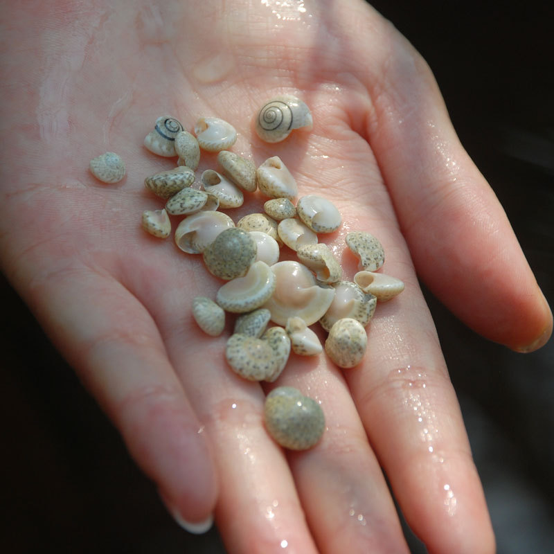 Snail snail natural mini Conch Shell Shell 0.5-1cm small conch gray Miscellaneous snail microscape special conch