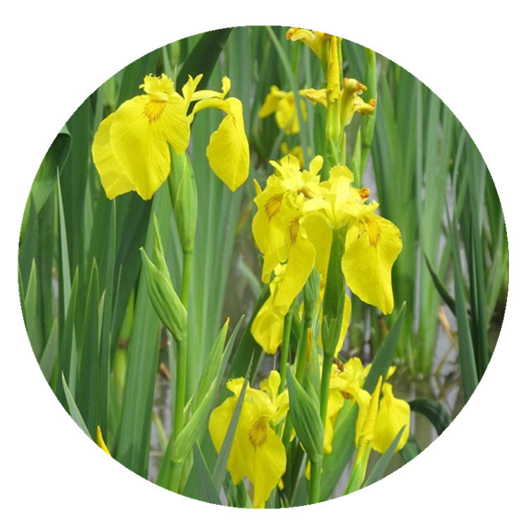 [Yellow Iris] Aquatic Plant, Yellow Calamus, Wetland Engineering Greening, Water Treatment, Sewage Treatment, Water Purification Plant