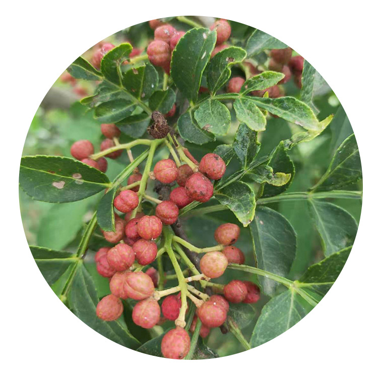 A large number of wholesale sale of 50cm 1 meter prickly ash seedlings capillary root developed transplanting easy to survive thorn-free prickly ash seedlings