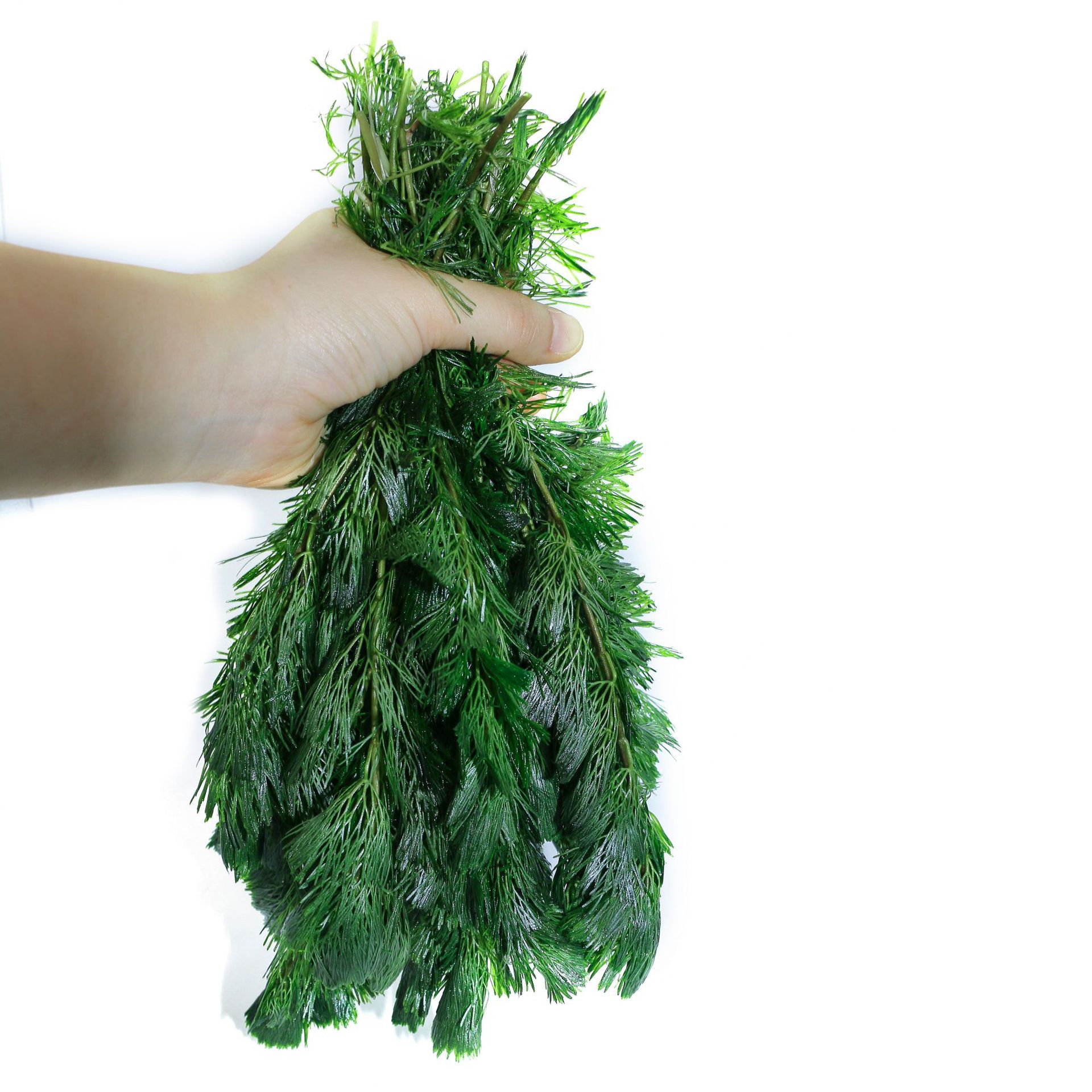 Live Aquatic Plants Directly Supplied from the Grassland for Aquarium Landscaping, Green Chrysanthemum and Red Chrysanthemum Aquatic Landscaping, Live Aquatic Plants, Ornamental Aquatic Plants, Green Chrysanthemum