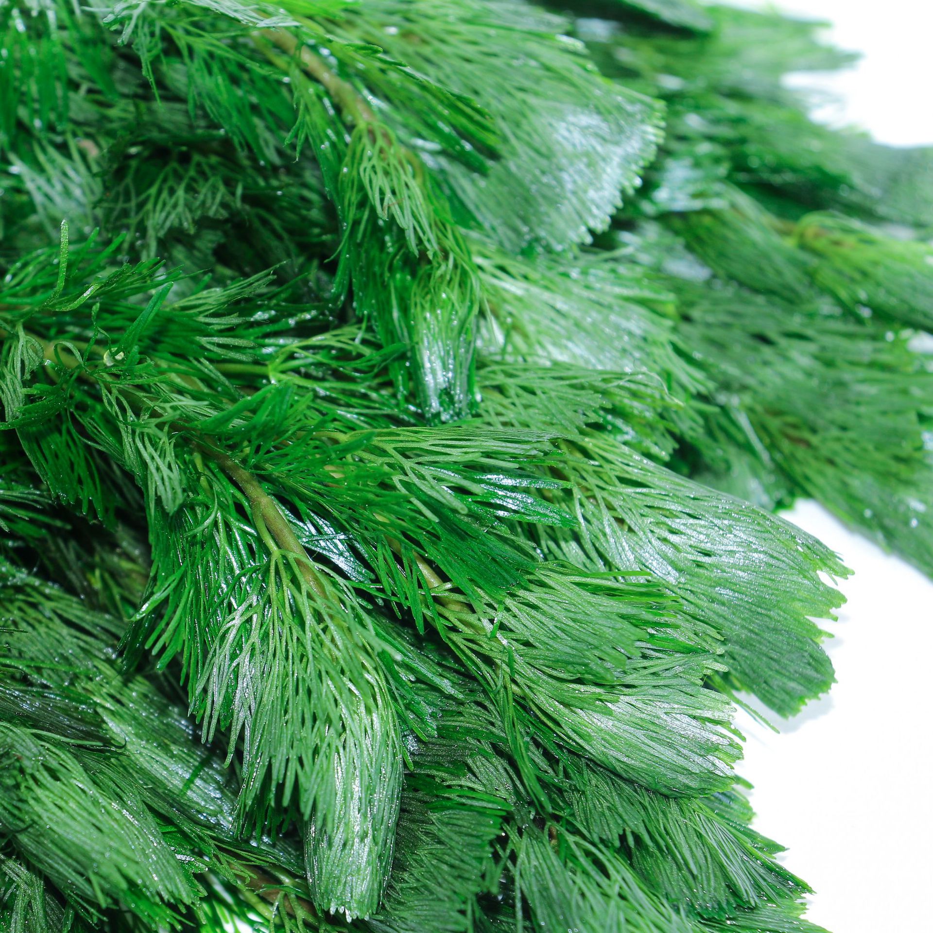 Live Aquatic Plants Directly Supplied from the Grassland for Aquarium Landscaping, Green Chrysanthemum and Red Chrysanthemum Aquatic Landscaping, Live Aquatic Plants, Ornamental Aquatic Plants, Green Chrysanthemum