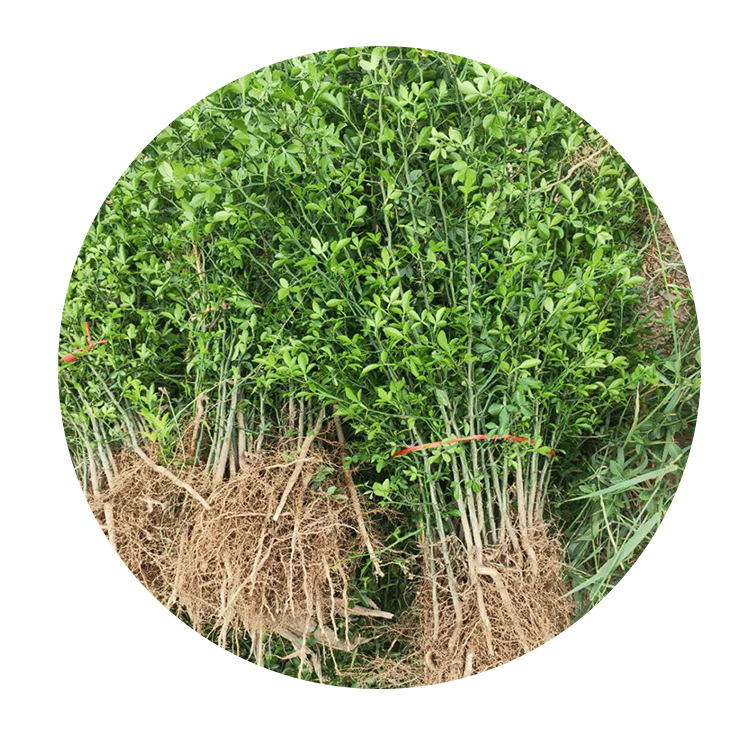 Prickly Fence Hawthorn Seedlings, 2-Year-Old Hawthorn Saplings, Height 50cm Cm, Citrus Aurantium Saplings, Shipped with Moisture Retention and Free Shipping