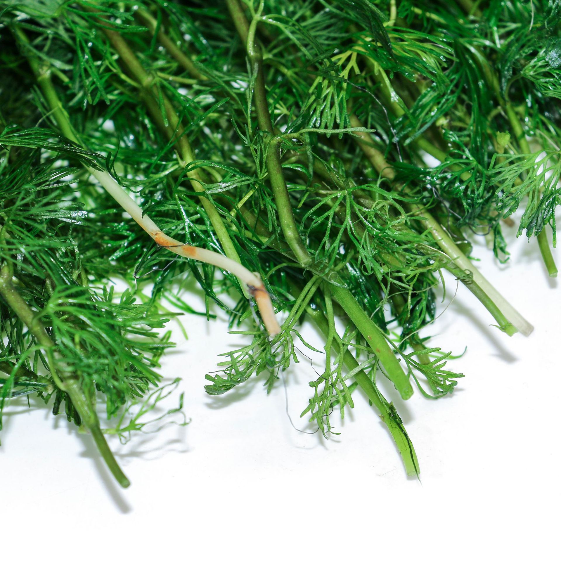 Live Aquatic Plants Directly Supplied from the Grassland for Aquarium Landscaping, Green Chrysanthemum and Red Chrysanthemum Aquatic Landscaping, Live Aquatic Plants, Ornamental Aquatic Plants, Green Chrysanthemum