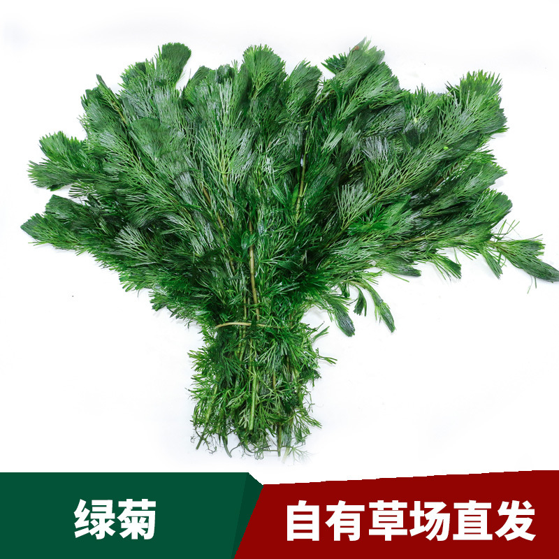 Живые водные растения напрямую с пастбища для озеленения аквариума, зеленая и красная хризантема