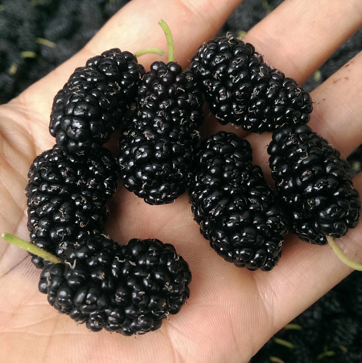 Grade A+ 25-Year-Old New Stock of Dried Mulberries from Sichuan, No Washing Required, Sand-Free Black Mulberries for Tea, Bulk Wholesale