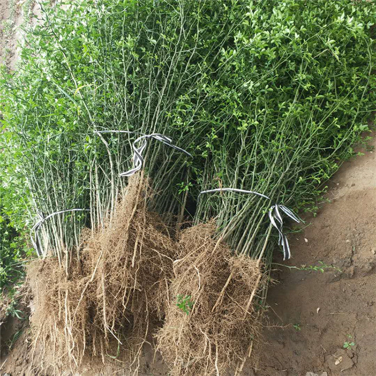 Prickly Fence Hawthorn Seedlings, 2-Year-Old Hawthorn Saplings, Height 50cm Cm, Citrus Aurantium Saplings, Shipped with Moisture Retention and Free Shipping