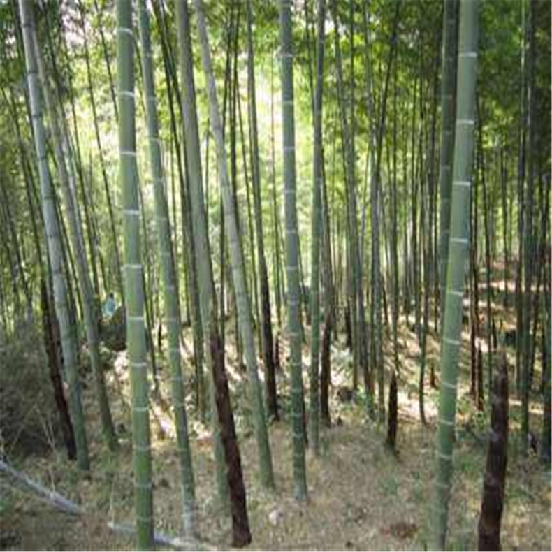 Wholesale Phyllostachys Pubescens Seedlings Bamboo Plants Large Phyllostachys Pubescens Seedlings Project Greening Bamboo Seedlings Now Dig Bamboo Seedlings