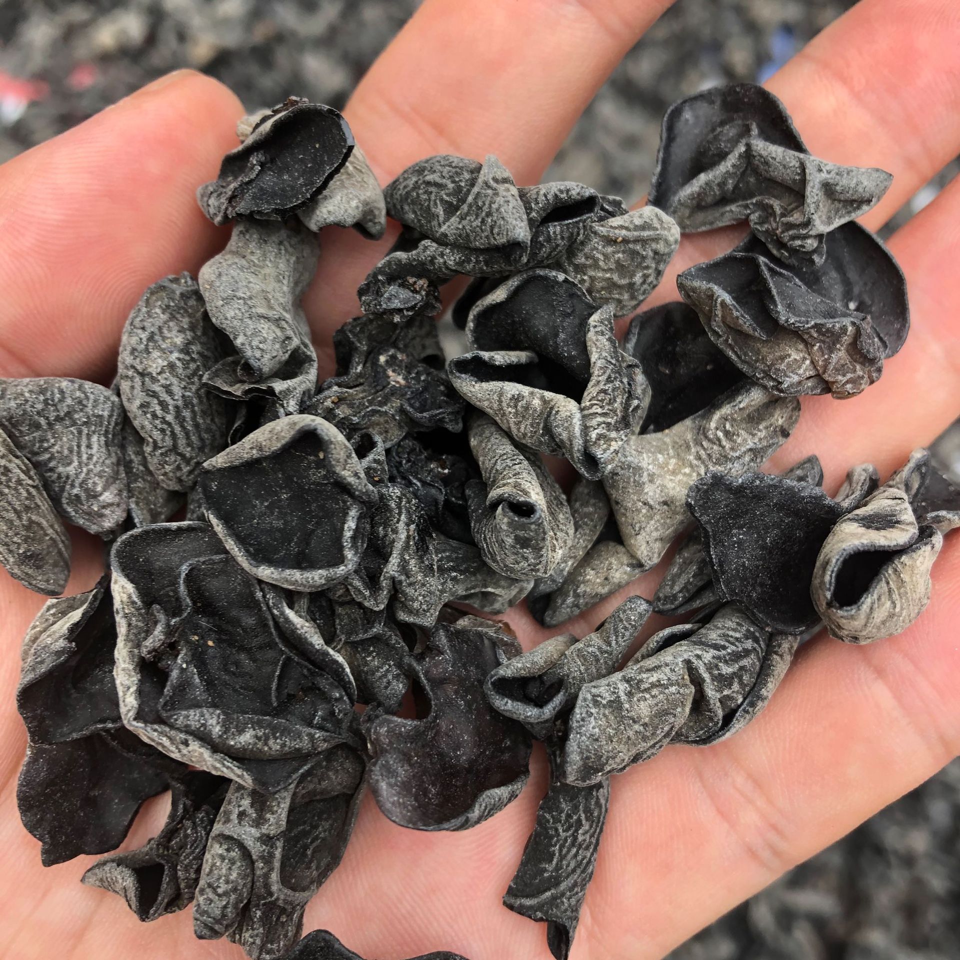 Northeast black fungus root-free small fungus running rivers and lakes stall trade fair dry fungus cloud ear mouse ear bulk