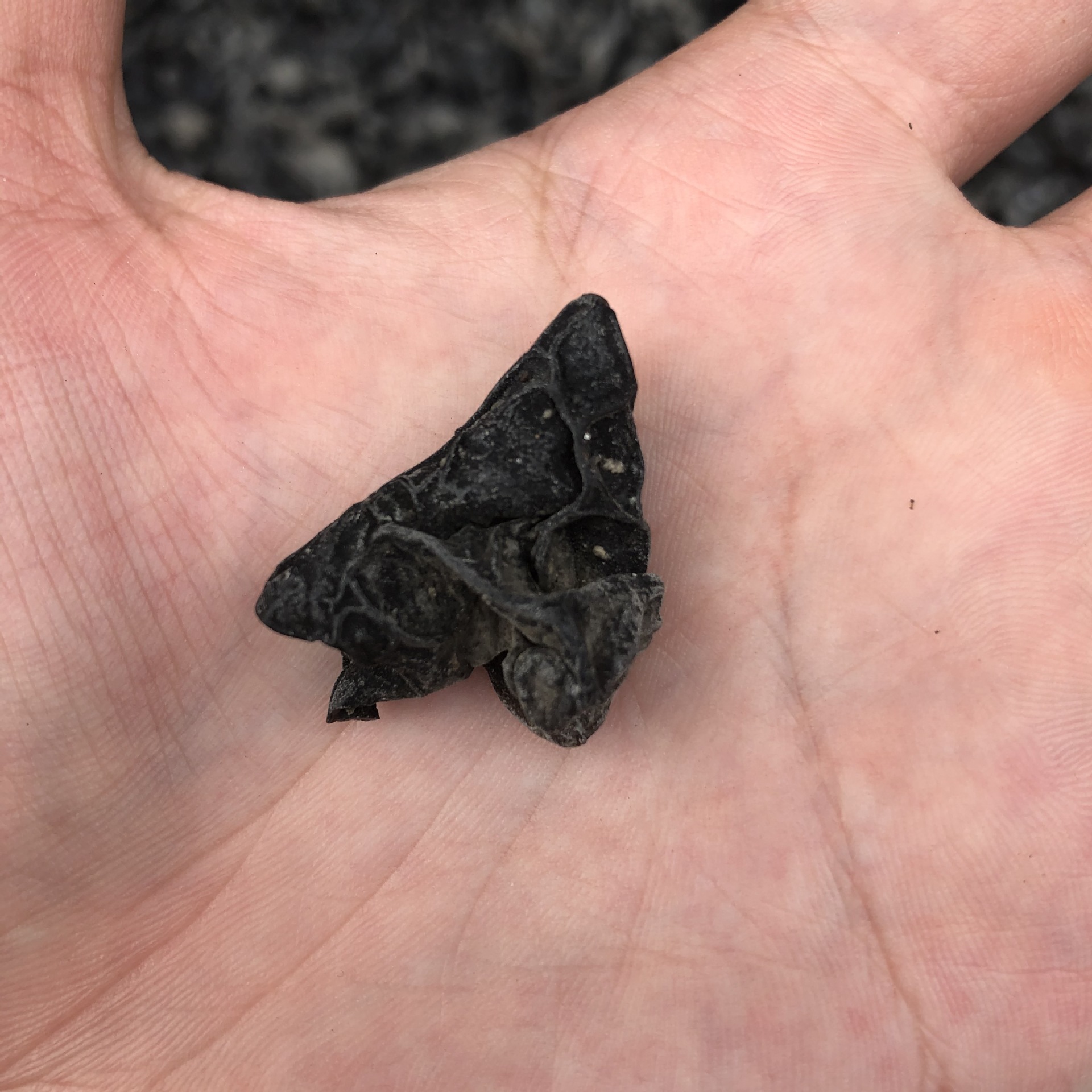 Northeast black fungus root-free small fungus running rivers and lakes stall trade fair dry fungus cloud ear mouse ear bulk