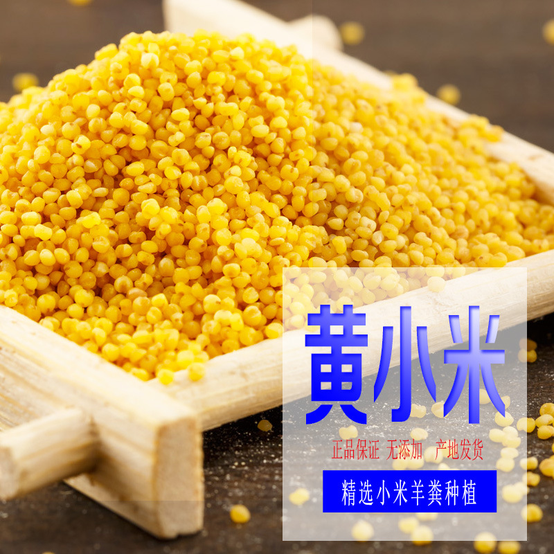 [Brother from Northern Shaanxi] Mizhi Millet 500g Yellow Millet Vacuum Pack