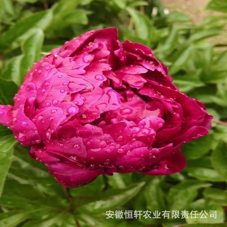 Peony Flower Seedlings, Ornamental Peony Flower Seedlings, Potted Garden, White Peony Buds, Peony Root Blocks, Medicinal Peony Seedlings