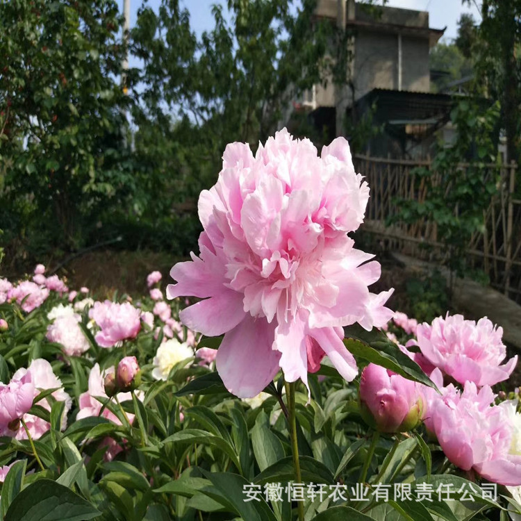 Peony Flower Seedlings, Ornamental Peony Flower Seedlings, Potted Garden, White Peony Buds, Peony Root Blocks, Medicinal Peony Seedlings