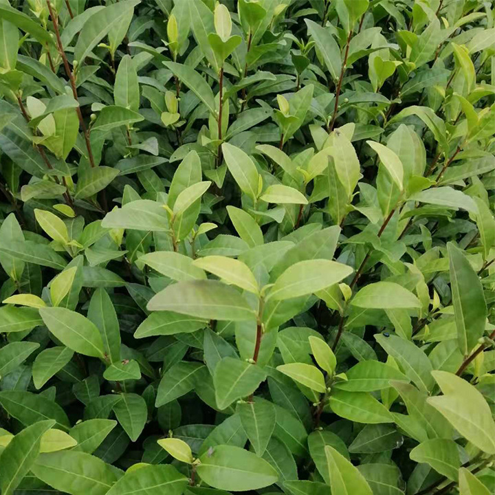 Anji White Tea Seedlings Are Planted from September to May, Early Tea Seedlings and Tea Sapling Planting Bases Are Wholesale Nationwide for Various Tea Seedlings