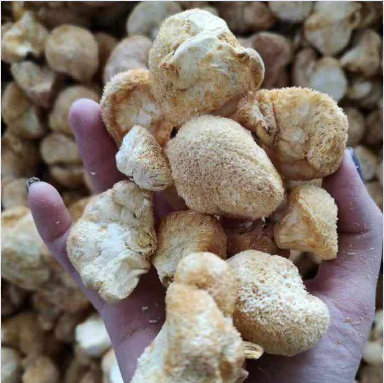 Fujian specialty ground powder Hericium Erinella dried goods 500g agricultural products ground powder dried Hericium Erinella dried goods edible fungus wholesale