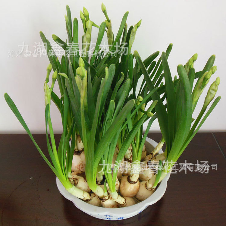 Wholesale of Narcissus Bulbs, Single-Petal and Double-Petal Hydroponic Large Flower Bulbs, New Year's Florals, Produced and Sold by Farmers in Zhangzhou