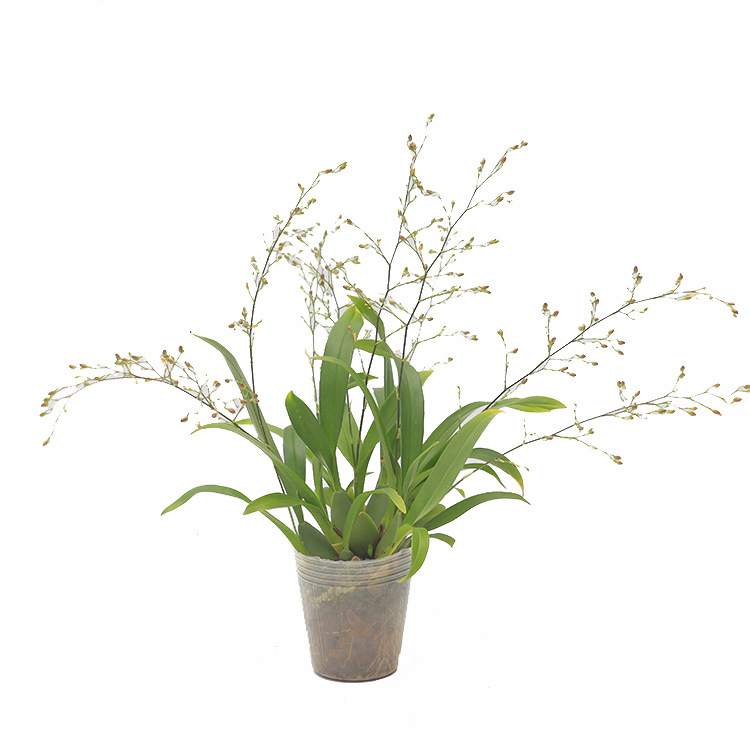 Orchid Seedlings Mengxiang Mini Oncidium Dancing Perfume Orchid Pink Strong Fragrance Easy to Grow Florals with Buds in Winter