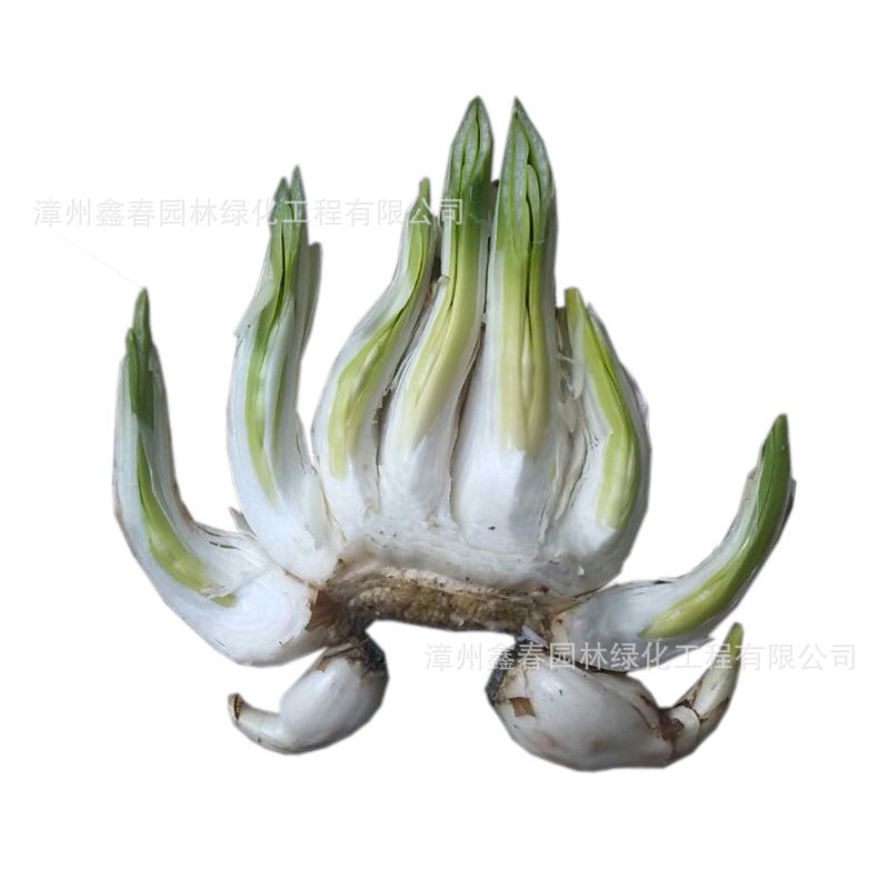 Wholesale Narcissus Flowers, Single and Double Petals, New Year's Hydroponic Flowers, Potted Plants, Bulk Purchase Gifts, Origin: New Year's Flowers