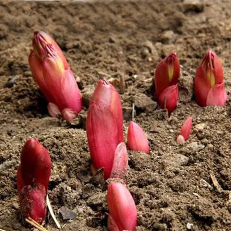 Wholesale Peony Heel Block Peony Flower Indoor and Outdoor Four-Season Flower Seedlings Potted Florals Courtyard Peony Root Block Bulbs