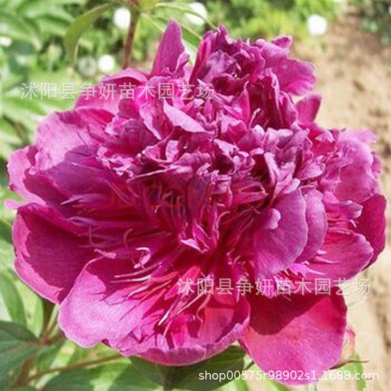 Оптовая продажа пионов с прямым каблуком, цветы пиона, комнатные и уличные, четырехсезонные саженцы в горшках, корни пиона, луковицы