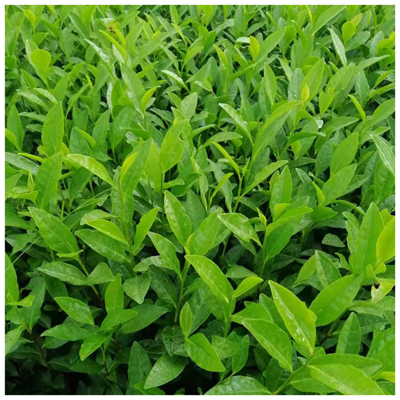 Anji White Tea Seedlings Are Planted from September to May, Early Tea Seedlings and Tea Sapling Planting Bases Are Wholesale Nationwide for Various Tea Seedlings