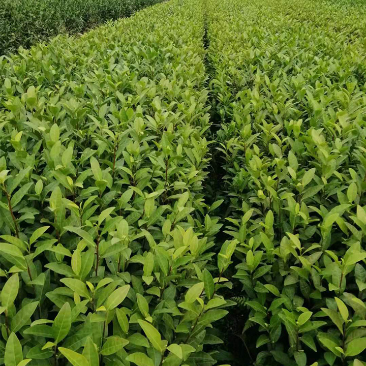 Anji White Tea Seedlings Are Planted from September to May, Early Tea Seedlings and Tea Sapling Planting Bases Are Wholesale Nationwide for Various Tea Seedlings