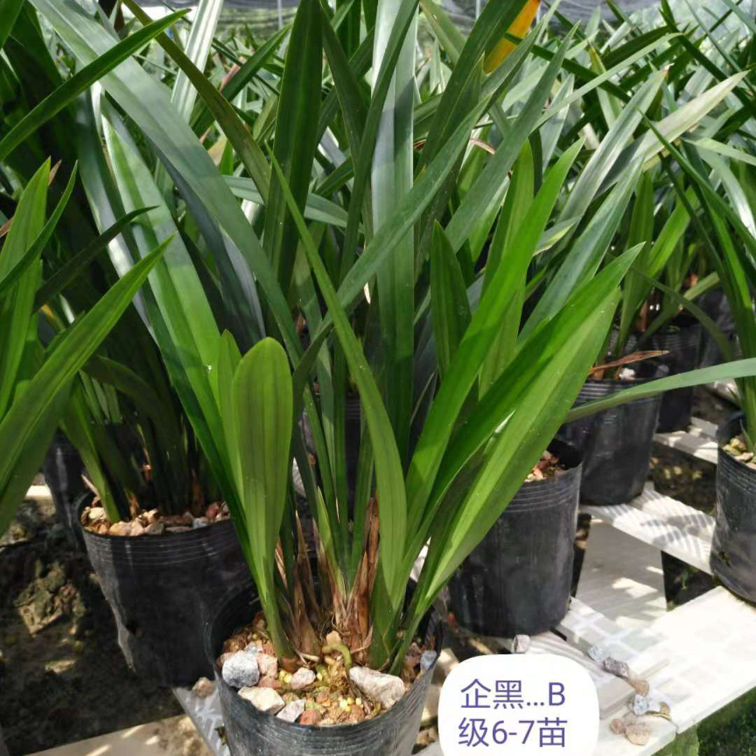 Top Ten Rare Orchids: Black Orchids, Fresh Seedlings, High-End Indoor Potted Plants with Strong Fragrance and Flower Buds, Available for Sale