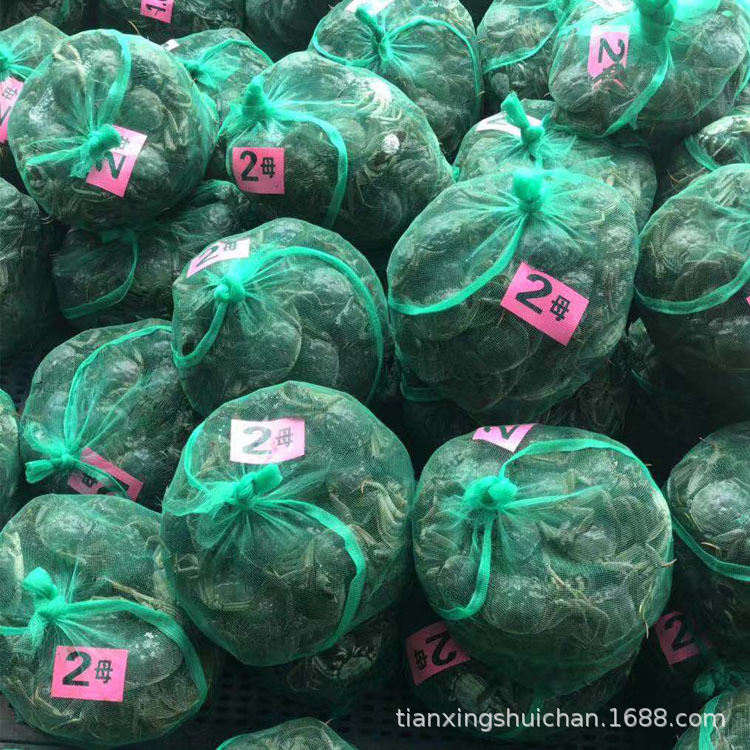 Hubei Honghu Ecological Hairy Crabs, Various Specifications, Shipped from the Base, White Background, Fresh Hairy Crabs, Wholesale from the Origin