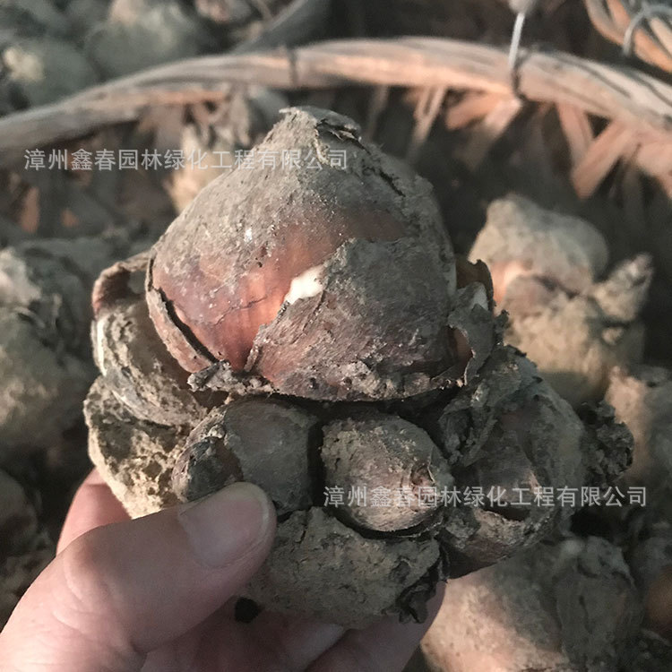 Оптовая продажа луковиц нарциссов, однолепестковые и двулепестковые, гидропонные крупные луковицы, новогодние цветы, произведенные и продаваемые фермерами в Чжанчжоу