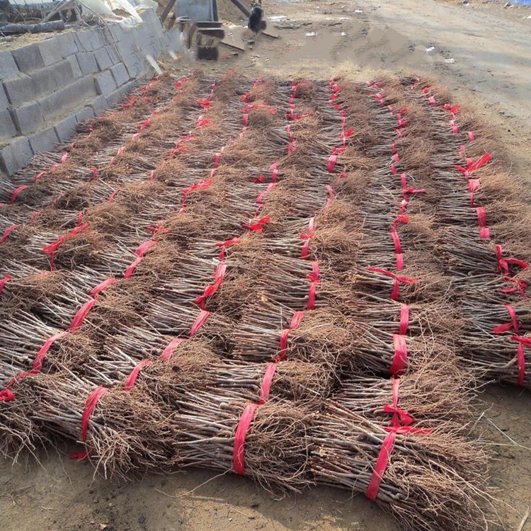 Base Wholesale Ginkgo Ginkgo Saplings Greening Seedlings Project Seedlings Courtyard Planting All Year Round Covered an Acre Saplings