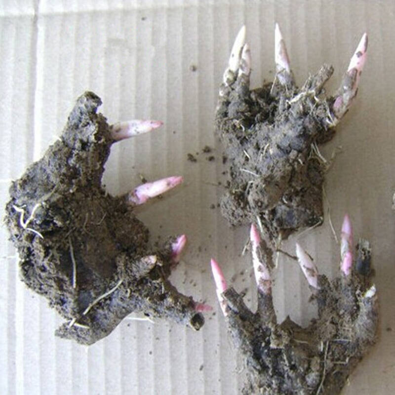 Wholesale Peony Heel Block Peony Flower Indoor and Outdoor Four-Season Flower Seedlings Potted Florals Courtyard Peony Root Block Bulbs