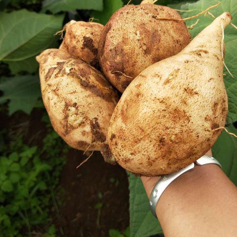 [Strictly Selected] Yunnan Tianshan Snow Lotus Root, 3/ 4.5kg Red Heart Super Sweet Fresh Snow Lotus Potato Seasonal Fruit