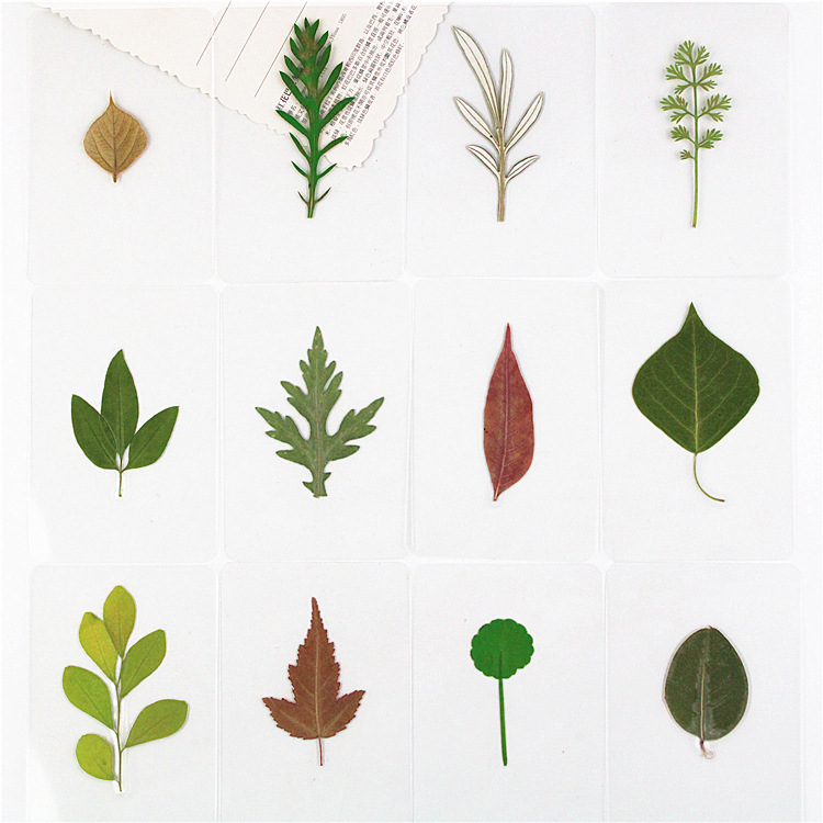 Plastic packaging dried flower bookmark leaf bookmark plastic plant specimen plastic bookmark leaf bookmark ginkgo leaf bookmark
