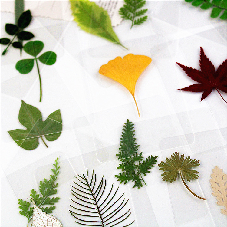 Plastic packaging dried flower bookmark leaf bookmark plastic plant specimen plastic bookmark leaf bookmark ginkgo leaf bookmark