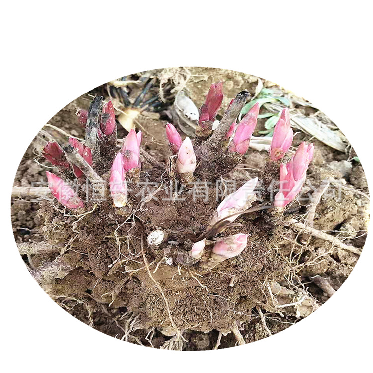 Wholesale Peony Flower Seedlings for 1 Year, White Peony Seedlings for Ornamental Medicinal, White Peony Sprouts, Red Peony Sprouts, Oily Peony