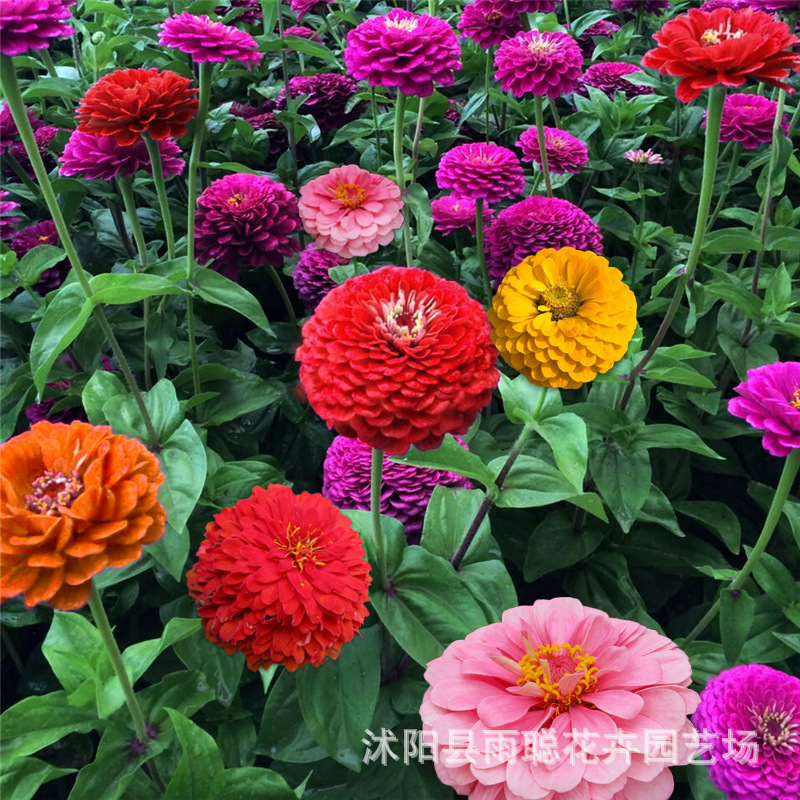 Семена цветков 100-дневной травы легко сеять в любое время года, пошаговые семена цветков, ландшафтное цветочное море, семена хризантемы 100 дней