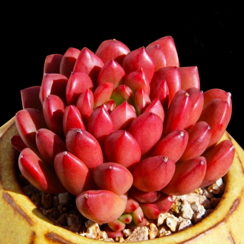 Base self-produced fleshy plants wholesale small fleshy flower combination potted fleshy plants stone flower jade dew
