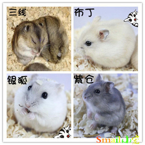Hamster living breeding factory wholesale a large number of Zicang three-line Mini baby pet living things portable can be replaced