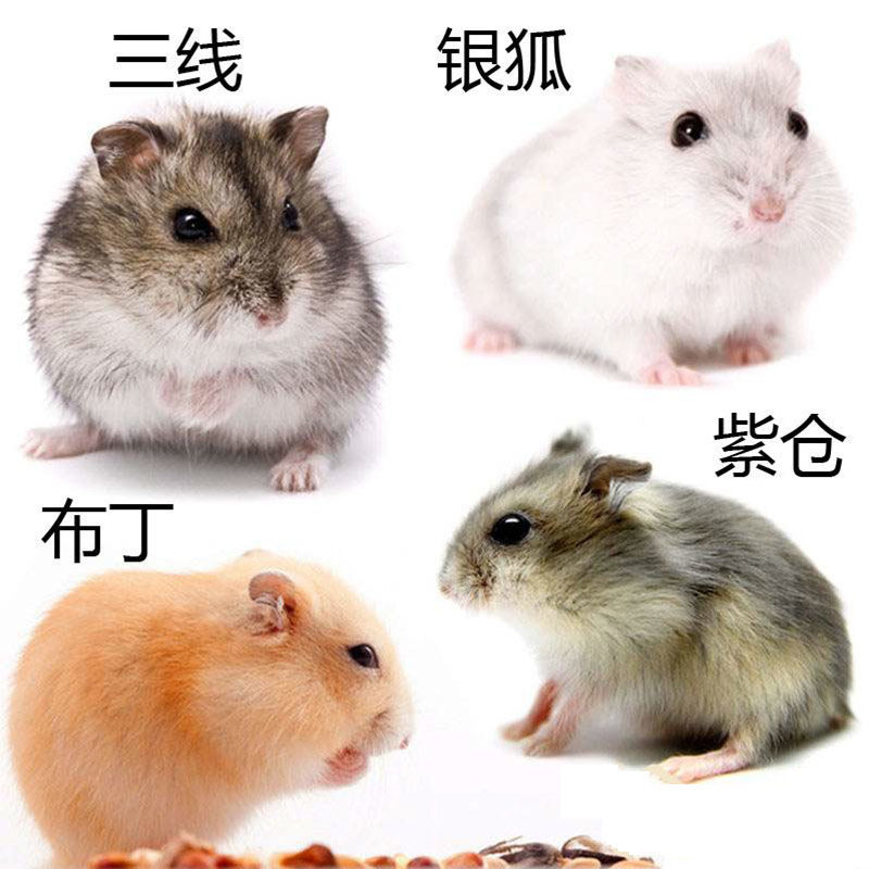 Wholesale of Live Artificially Raised Hamsters Mixed with Silver Fox, Pudding Hamsters, and Three-Striped Purple Hamsters, Small Pet Live Animals, Guaranteed Live Delivery
